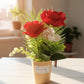 Red Rose Flower Pot